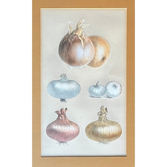 Antique 19th Century French Botanical Study - Collage of Onions For Sale - Image 4 of 9