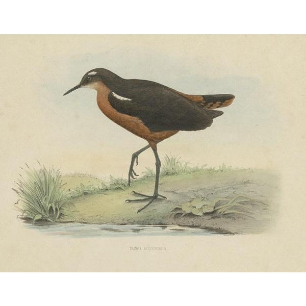 Westerman, Bird Illustration of the Tahiti Sandpiper or Tahitian Sandpiper, 1854, Print For Sale - Image 3 of 5