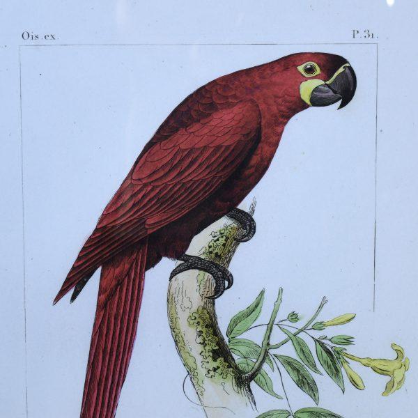 Coastal Late 20th Century Pair of Vintage Macaw Art For Sale - Image 3 of 4