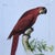 Coastal Late 20th Century Pair of Vintage Macaw Art For Sale - Image 3 of 4