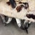 Hand Made Western Style Chair in a Cow Hide Pattern and Steer Horns along with Ottoman . Well Crafted and very Sturdy ....