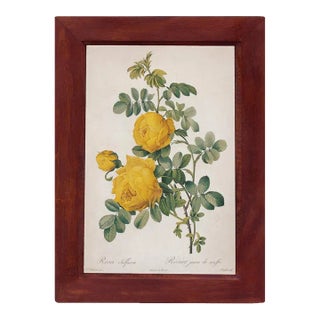 Rosa Sulfurea Yellow Rose Vintage Color Illustration Reproduction Print Behind Glass in Wood Frame For Sale