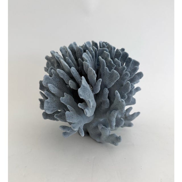 Natural Blue Coral specimen with cut and polished base to protect surfaces. Each piece is cleaned and trimmed from its...