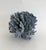 Natural Blue Coral specimen with cut and polished base to protect surfaces. Each piece is cleaned and trimmed from its...