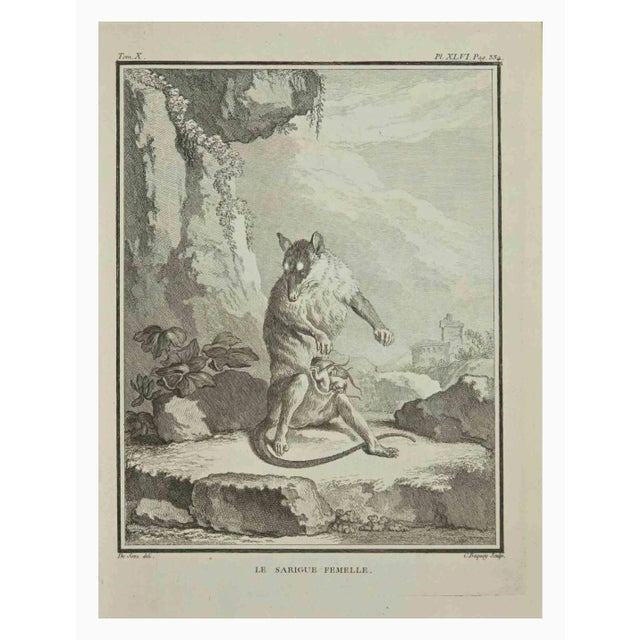 Le Sarigue is an etching realized by Jean Charles Baquoy in 1771. It belongs to the suite "Histoire Naturelle de Buffon"....