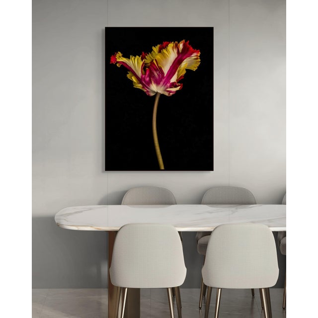 Exclusively available in the U.S. through ART AT HOME, Tulipa IV by Dale Grant is a luminous study of a tulip in...