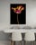 Exclusively available in the U.S. through ART AT HOME, Tulipa IV by Dale Grant is a luminous study of a tulip in...