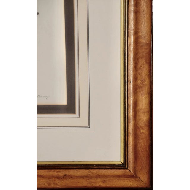 Sculpture Materials Le Mangabey Monkey: Framed Audebert 18th C. Hand-Colored Engraving, 1797 For Sale - Image 7 of 7