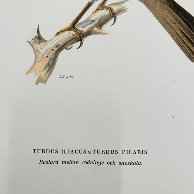 Antique Bird Print For Sale - Image 10 of 13