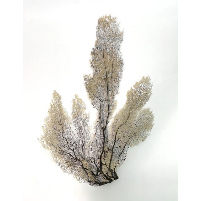 Chinoiserie Natural Ivory Sea Fan For Sale - Image 3 of 4
