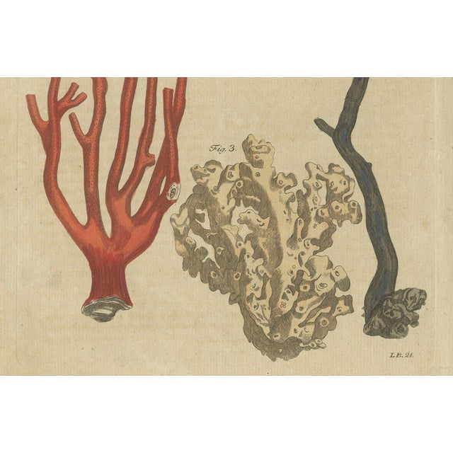 Bertuch, Four Corals, 1790, Engraving For Sale - Image 4 of 9