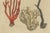 Bertuch, Four Corals, 1790, Engraving For Sale - Image 4 of 9