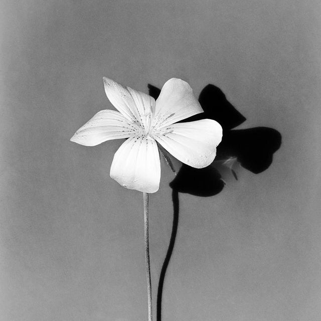 Ugne Pouwell, White Bloom, 2024, Photography For Sale - Image 4 of 4