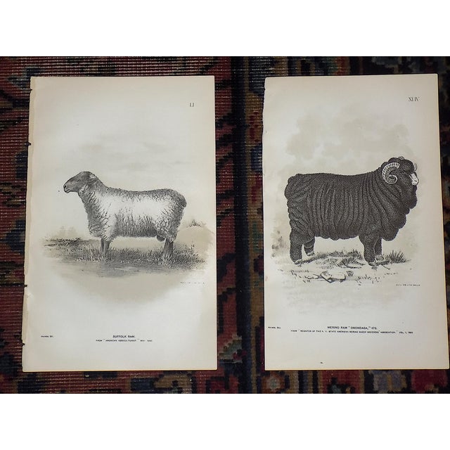 Late 19th Century Antique 19th Century Sheep Stone Lithographs - Set of 12 For Sale - Image 5 of 8