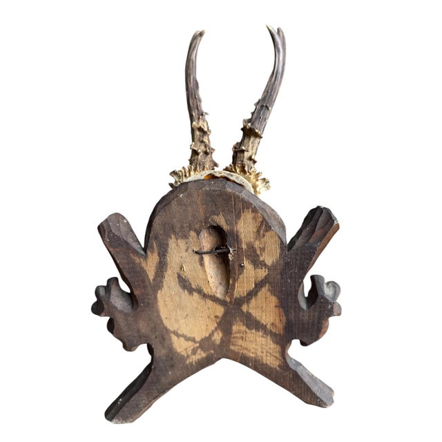 1940s Roe Deer Trophy 186 Black Forset Antlers Mount For Sale - Image 5 of 5