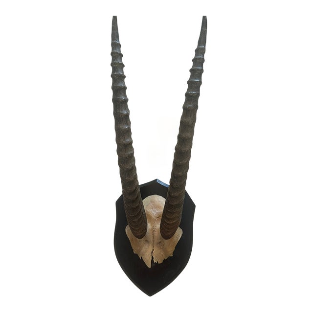 1990s Gazelle Horn Taxidermy For Sale