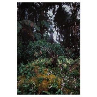 A.H., Nature Image, 1986, Photographic Print For Sale