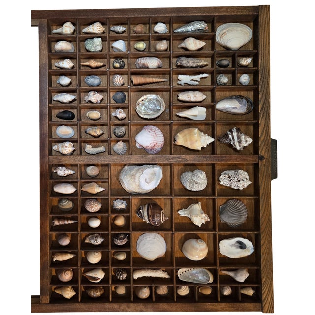 Industrial Antique Hamilton Letterpress Printer Tray Drawer With Natural Specimen Shells For Sale - Image 3 of 18