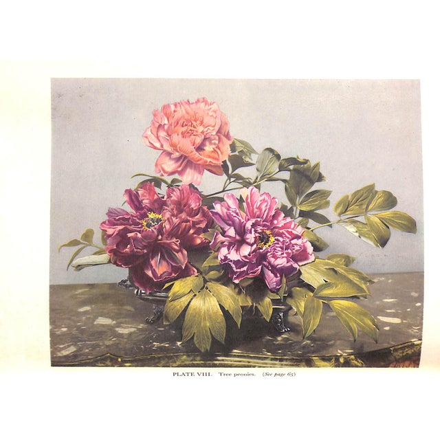 "Winter & Spring Flowers Arranged by Constance Spry" 1953 Spry, Constance For Sale - Image 9 of 13