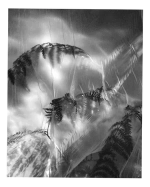 Ugne Pouwell, Fern No.2, Limited Edition Black and White Photograph