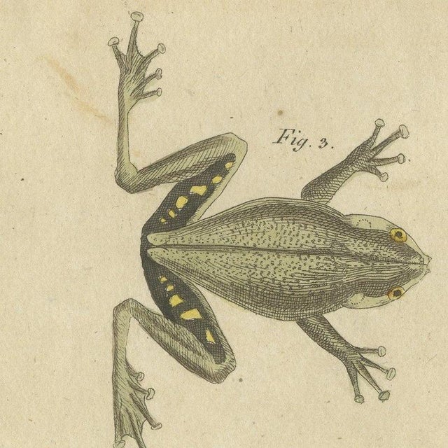 Bertuch, Five Frogs Including a Striped Frog, 1815, Print For Sale - Image 6 of 12