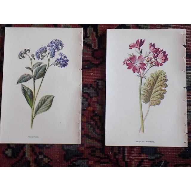 Antique 19th Century Edward Hulme Botanical "Garden Flowers" Lithographs - Set of 12 - Super Price! For Sale In Cincinnati - Image 6 of 9