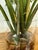 Green Artificial Philodendron Xanadu Plant + Clear Glass Vase For Sale - Image 8 of 12
