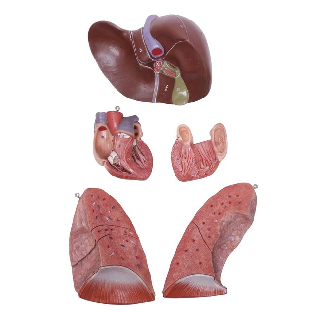 Plastic 1950s The Modular Anatomical Torso: Somso Model Bs 23 For Sale - Image 7 of 14