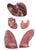 Plastic 1950s The Modular Anatomical Torso: Somso Model Bs 23 For Sale - Image 7 of 14