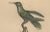 Louis-Aimé Martin Beau, Hummingbird, Hand-Coloured Engraving with Gold Highlights, 1835 For Sale - Image 5 of 10