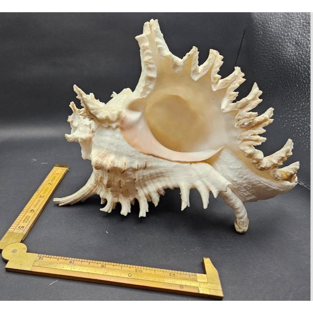 1970s Vintage South Pacific Australian Spiny White W Pink Conch Shell 9.5" X 8" X 7" For Sale - Image 5 of 12