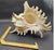 1970s Vintage South Pacific Australian Spiny White W Pink Conch Shell 9.5" X 8" X 7" For Sale - Image 5 of 12