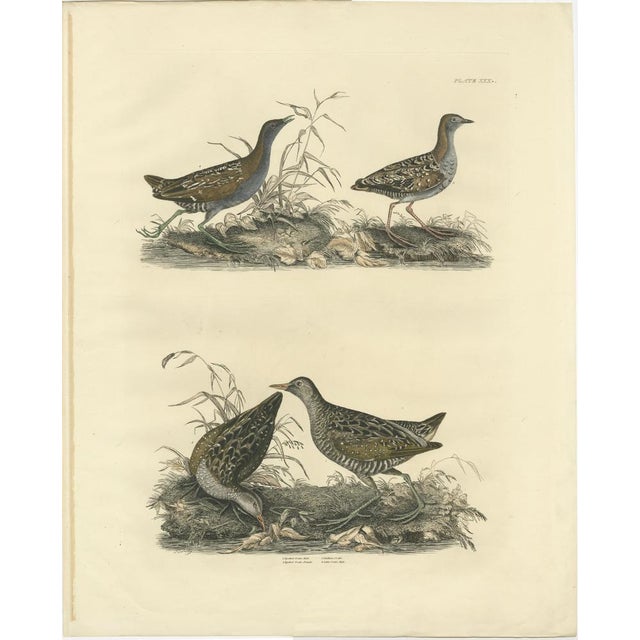 Selby, Illustration of Crakes: Varieties and Gender Dimorphism, 1826, Print For Sale - Image 6 of 6