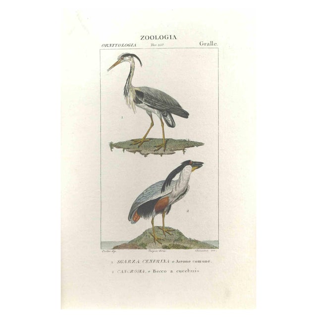 Pierre Jean François Turpin, Grallae, Etching, 1831 For Sale