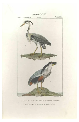 Pierre Jean François Turpin, Grallae, Etching, 1831