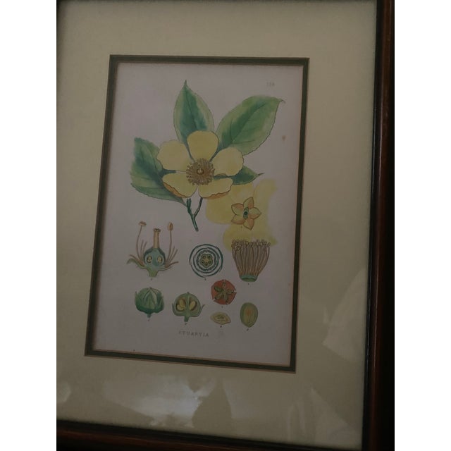Paper Mid-Century Framed Mark Catesby "Stuartia Silky Camellia" Botanical Print, Coffey & Thompson For Sale - Image 7 of 12