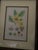 Paper Mid-Century Framed Mark Catesby "Stuartia Silky Camellia" Botanical Print, Coffey & Thompson For Sale - Image 7 of 12