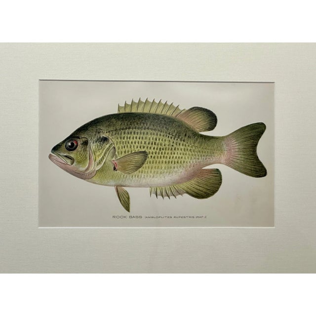 American Rock Bass Fish, Original Framed Print by Denton, Circa 1903 For Sale - Image 3 of 4