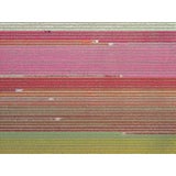 AV_Tulip_Fields_035" Contemporary Aerial View Limited Edition Photograph by Bernhard Lang For Sale