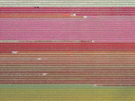 Example of Reproduction Prints