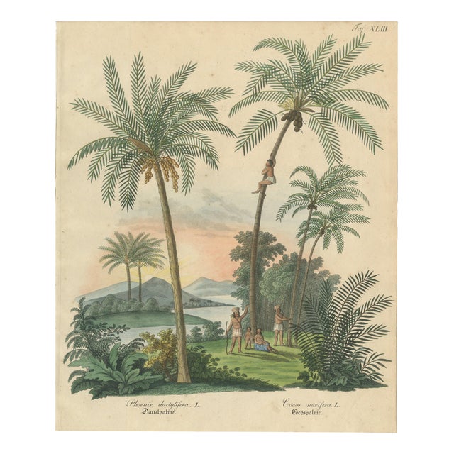 Jonathan Carl Zenker, Date Palm and Coconut Botanical Scene, 1831, Copper Engraving on Paper For Sale
