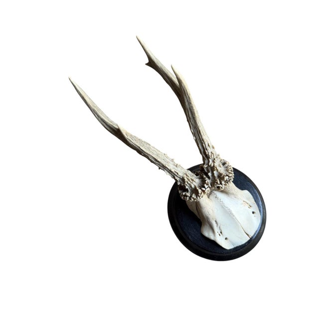 Roe deer trophy mounted on a round wood plaque.