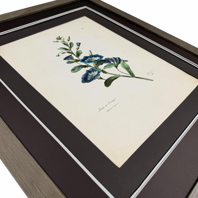 An original 1818 hand-colored botanical lithograph by Auguste Piquet de Brienne, offered fully framed in a custom triple-...