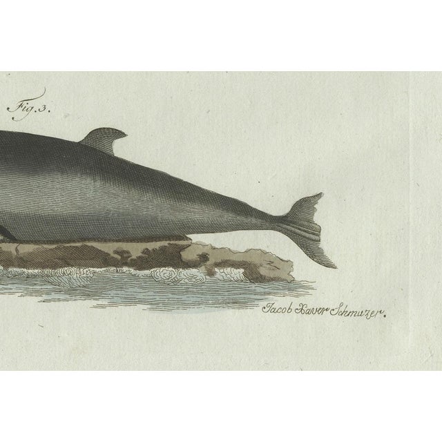 Bertuch, Three Dolphins and Porpoises, 1802, Engraving For Sale - Image 6 of 9