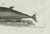 Bertuch, Three Dolphins and Porpoises, 1802, Engraving For Sale - Image 6 of 9