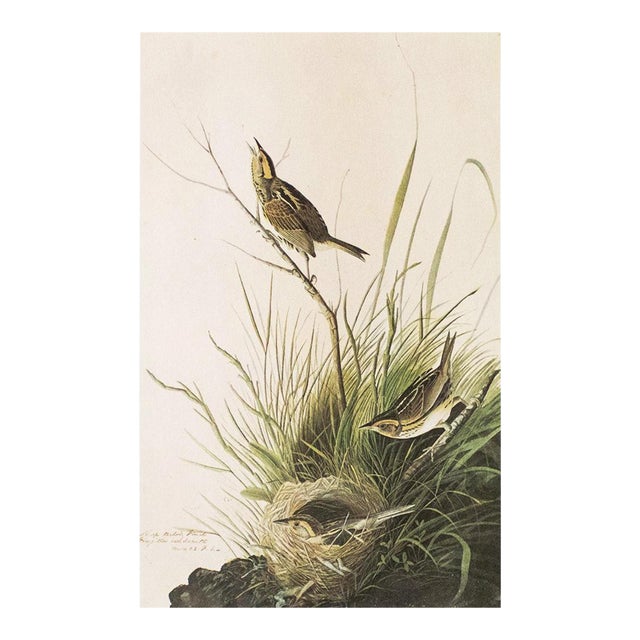 1966 Vintage Cottage Print "Sharp-Tailed Finch" After John James Audubon For Sale