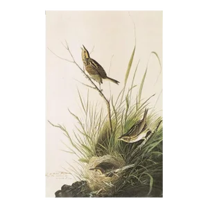 1966 Vintage Cottage Print "Sharp-Tailed Finch" After John James Audubon