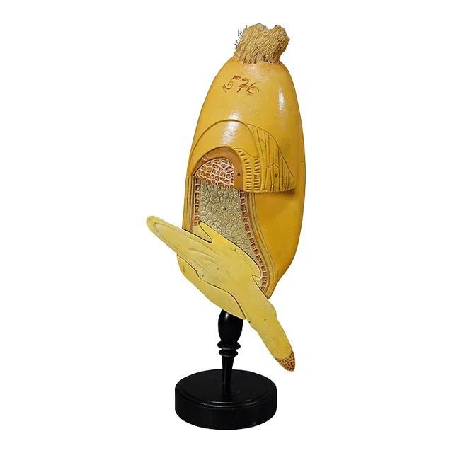 Antique Teaching Model Longitudinal Profile of the Grain For Sale