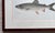 Traditional Antique Denton Fish Prints-Custom Framed-Set 2 For Sale - Image 3 of 7