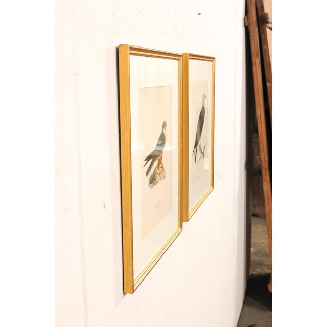 Early 20th Century Swedish Framed Osprey Lithographs, C. 1920 - Set of 2 For Sale In Atlanta - Image 6 of 12